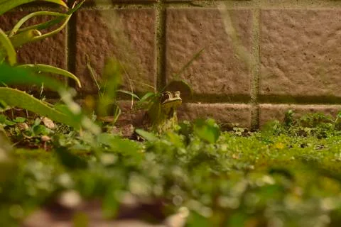 Common toad Stock Photos