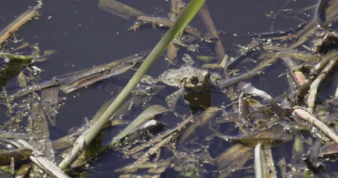 Common toad in a pond, 4K slomo Video stock 306072471