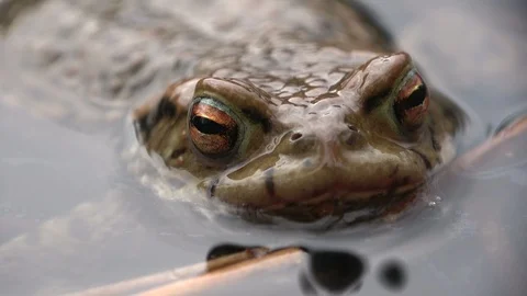 Common toad in the pond, close up Stock Footage 106207295