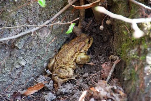 Common toad resting in forest under tree roots natural wildlife close-up Stock Photos