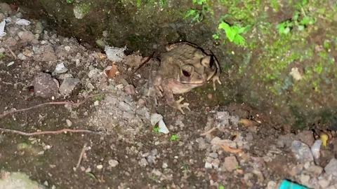 Common toad resting on the ground near a stone wall 動画素材 337569487