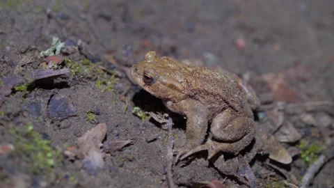 Common Toad Resting on Sandy Soil, Camouflaged Amphibian in Natural Habitat Video stock 332614737