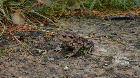 A common toad rests on a damp, earthy path surrounded by grass and leaves Stock Photos