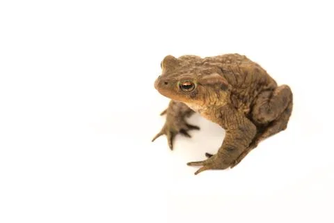 Common toad seen from above on a white background Stock Photos