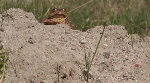 Common toad sitting and moving Stock-Footage 43906843