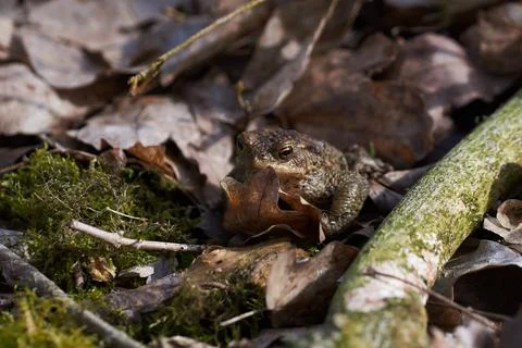 Common toad sitting between leafs and branches in forest floor in spring Stock Photos