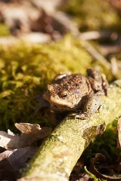 Common toad sitting between leafs and branches in forest floor in spring Stock Photos