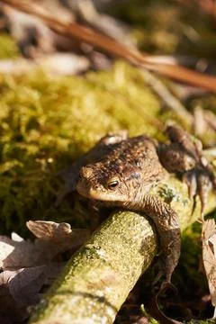 Common toad sitting between leafs and branches on forest floor in spring Stock Photos