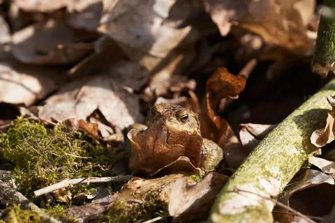 Common toad sitting between leafs and branches in forest floor in spring Stock Photos
