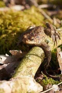 Common toad sitting between leafs and branches on forest floor in spring Foto stock