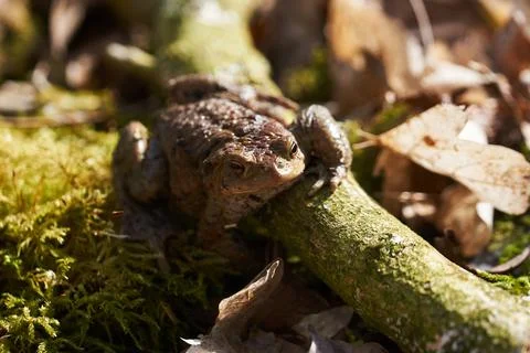 Common toad sitting between leafs and branches in forest floor in spring Stock Photos