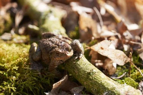 Common toad sitting between leafs and branches on forest floor in spring Foto stock