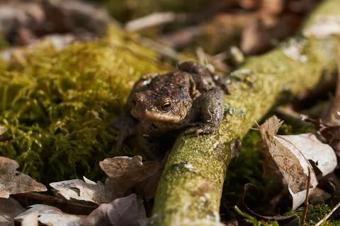 Common toad sitting between leafs and branches in forest floor in spring Stock Photos
