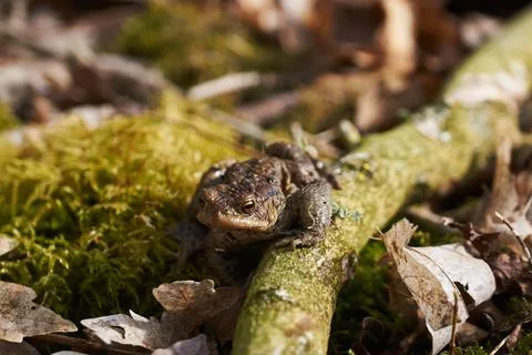 Common toad sitting between leafs and branches in forest floor in spring Stock Photos