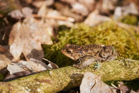 Common toad sitting between leafs and branches on forest floor in spring Foto stock