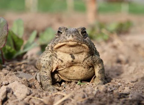 Common toad sitting in garden Stock Photos