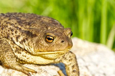 Common Toad sitting on granit stone, Bufo Bufo close-up. Stock Photos