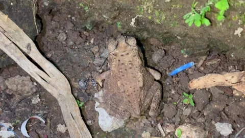 Common toad sitting on the ground among rocks and green plants Stockbeeldmateriaal 329613606