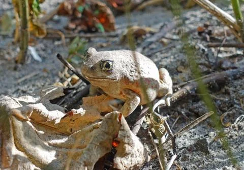 Common toad sitting on the ground 库存照片