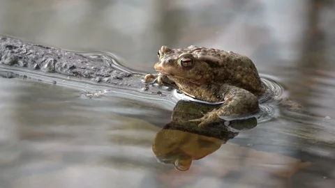 Common toad sitting in the pond Stock Footage 106207281