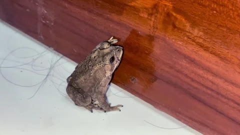 Common toad sitting still on a white floor next to a wooden wall. Vídeos de archivo 330381723