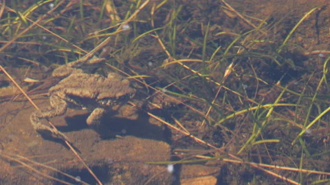 Common Toad Still in Shallow Water with Green Vegetation Stock-Footage 198723743