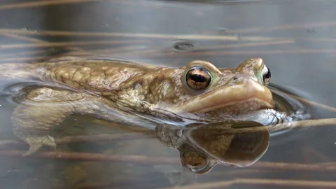 Common toad swimming in the pond Stock Footage 106207225