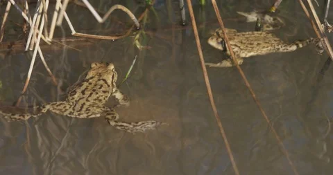 The common toad is swimming in the pond, spring, 4k Stock Footage 89643837