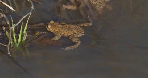 The common toad is swimming in the pond, spring, 4k Stock Footage 89643941