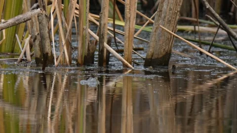 Common toad swimming slowly in swamp among dry reeds Stock Footage 330731657