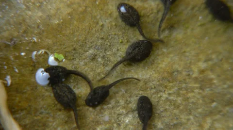 Common toad tadpoles Stock Footage 37242716