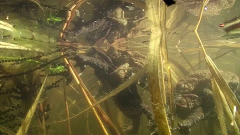 Common toad underwater mating 1 Stock Footage 225481639