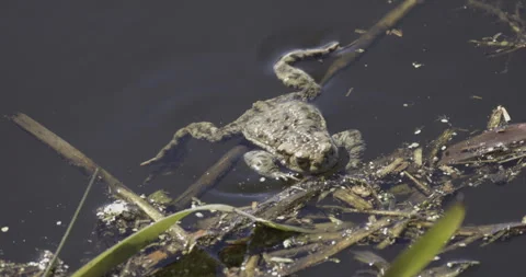 Common toad in a water tank, 4K slow motion Stock Footage 306072159