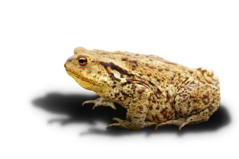 Common toad on white background with shadow Stock Photos
