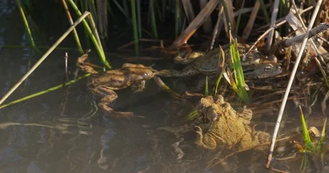 The common toada are mating in the pond, spring, 4k Stock Footage 89643836