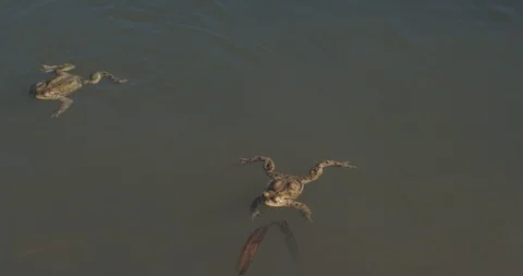 The common toada are mating in the pond, spring, 4k 스톡 동영상 89643928