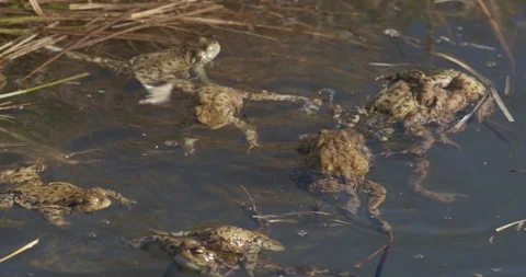 The common toada are mating in the pond, spring, 4k Stock Footage 89644346