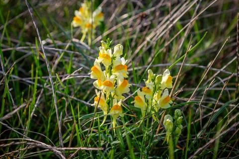 Common Toadflax flowers in the South Downs, on a sunny September evening Stock Photos