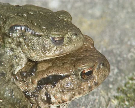 Common Toads in amplexus, the mating position + move forward - close up Stock Footage 44845593