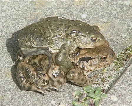 Common Toads in amplexus or mating position Stock Footage 44845163