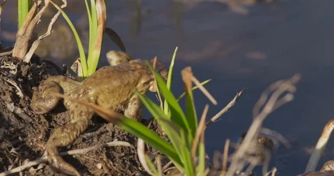 The common toads are going out of the pond, 4k Stock Footage 89643764