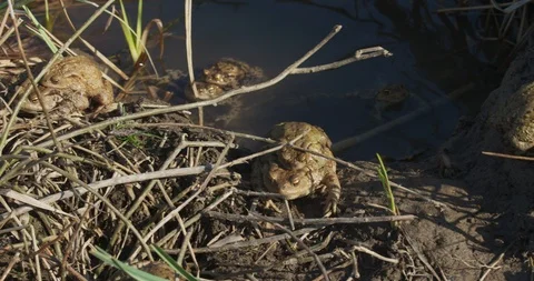 The common toads are going out of the pond after mating, 4k Stock Footage 89644061