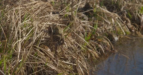 The common toads are going out of the pond, 4k Stock Footage 89644315