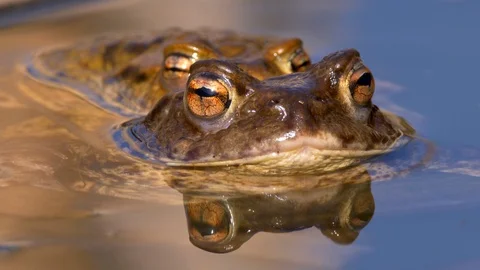 Common toads (Bufo bufo) amplexus Stock Footage 88965760
