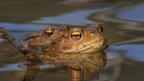 Common toads (Bufo bufo) amplexus Stock Footage 88965860