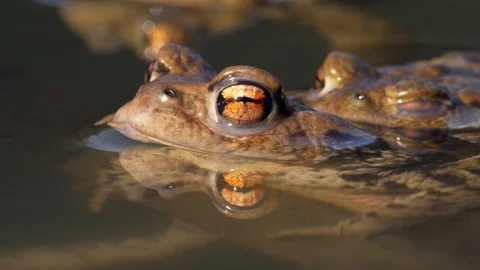 Common toads (Bufo bufo) amplexus Stock-Footage 88966431
