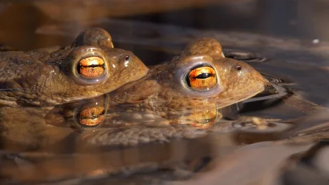 Common toads (Bufo bufo) amplexus Stock-Footage 88966682