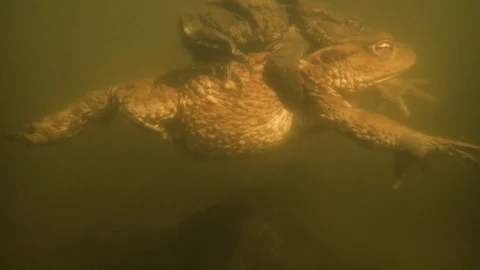 Common Toads Bufo bufo amplexus mating underwater Stock Footage 100380930