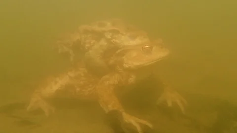 Common Toads Bufo bufo amplexus mating underwater Stock Footage 100411177