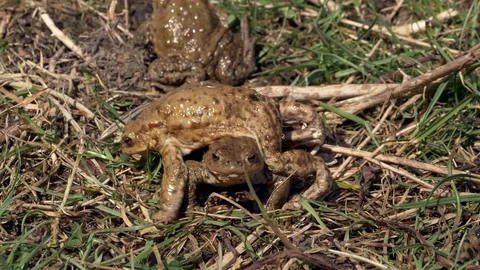 Common toads (Bufo bufo) fighting in grass Stock Footage 88967567